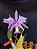 Cattleya Nobilior X Mesquitae - 01 - Adulta - Imagem 1