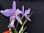 Cattleya Nobilior X Mesquitae - 01 - Adulta - Imagem 2