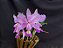 Cattleya Nobilior X Mesquitae - 02 - Adulta - Imagem 2