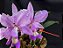 Cattleya Nobilior X Mesquitae - 02 - Adulta - Imagem 3