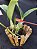Cattleya Nobilior X Mesquitae - 02 - Adulta - Imagem 4