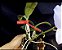 Cattleya Nobilior Amaliae Maju - Adulta - Imagem 2