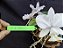 Cattleya Nobilior Amaliae - Adulta-98/2025 - Imagem 2