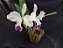 Cattleya Warnerii semi albo - Adulta-2853887 - Imagem 1