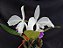 Cattleya Warnerii semi albo - Adulta-2853887 - Imagem 2