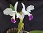 Cattleya Warnerii semi albo - Adulta-2853885 - Imagem 1