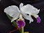 Cattleya Warnerii semi albo - Adulta-2853885 - Imagem 2