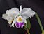 Cattleya Warnerii semi albo - Adulta-2853884 - Imagem 1