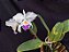 Cattleya Warnerii semi albo - Adulta-2853884 - Imagem 2