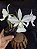 Cattleya Nobilior var Suavissima Mileid - Adulta-2853806 - Imagem 2