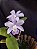 Cattleya Violacea var Amesiana Gloria - Adulta-2853883 - Imagem 1