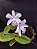 Cattleya Violacea var Amesiana Gloria - Adulta-2853883 - Imagem 3