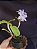 Cattleya Violacea var Amesiana Gloria - Adulta-2853883 - Imagem 5
