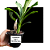 Kit De 3 Catasetum Negros - Especial Negro - Imagem 2