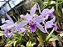 Laelia Lobata Coerulea - Adulto - Imagem 1