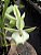 Catasetum Pileatum albo x Durval Ferreira - Adulto - H7177802 - Imagem 1