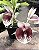 Catasetum John Burchet Fanatasia - Adulto - H7177764 - Imagem 2