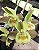Catasetum Jhon Burchet x Duplicicutula - Green - Adulto - H7177762 - Imagem 1