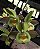 Catasetum Jhon Burchet x Duplicicutula - Green - Adulto - H7177762 - Imagem 2