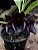 Catasetum Jhon Burchet x Duplicicutula - Black - Adulto - H7177763 - Imagem 1