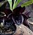 Catasetum Jhon Burchet x Duplicicutula - Black - Adulto - H7177763 - Imagem 3
