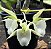 Catasetum Stephen Moffit Albo - Adulto - H7178424 - Imagem 1