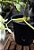 Catasetum Stephen Moffit Albo - Adulto - H7178424 - Imagem 2