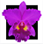 Orquidea Cattleya Blc Crisoim Rosales Rlf - Imagem 1
