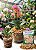 9 Litros de Musgo Sphagnum Esfagno Premium - Substrato Para Orquídeas - Imagem 2