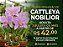 PROMOÇÃO Cattleya Nobilior tipo - Adulta - Oferta - Imagem 1