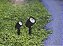 Espeto para jardim Noir LED MR11 3W - Imagem 2