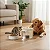 Fonte Bebedouro Automático Gato Cachorro Com Filtro Água Fresca - Imagem 4