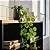 Pendente Planta Artificial Folha Hera Decoração Realista 1m - Imagem 2