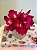 Ramalhete Cymbidium Magenta Silicone - 25cm - Imagem 4