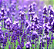 Sachê Perfumado Lavanda 20g - Imagem 4