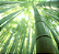Home Spray Bamboo 250ml - Imagem 4