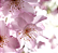 Difusor de Varetas - Flor de Cerejeira 200 ml - Imagem 4