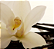 Vela Aromática Perfumada Vanilla 280g - Sweet Aromas - Imagem 4