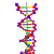 Dupla hélice de DNA - Imagem 4