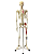 Esqueleto Humano, 170cm, com origens e inserções musculares - Imagem 1