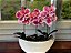 Arranjo de Orquídeas Artificial Baby - 3 Hastes - Imagem 4