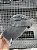 Ash Cap screwdriver dad hat - Imagem 3
