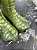 Airbrush Snake print rubber boots - Imagem 3