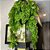 4 Pendente Costela De Adão Planta Artificial Decoração - Imagem 5