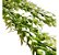 2 Pendente De Mini Ficus Folhagem Planta Artificial Premium - Imagem 8