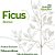 Kit 48 Galhos Ficus Brancos Folhagem Decorativa Artificial - Imagem 2