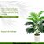 Planta Artificial Palmeira 24 Folhas Coqueiro Árvore 70cm - Imagem 2