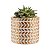 Vaso Suculenta mesa moderno Sala para Plantinhas - Imagem 7