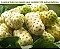 fruta noni onde comprar Polpa de Fruta Noni 500ml Orgânico e Natural - Imagem 9