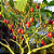 Semente de Tomate de Árvore - Imagem 3